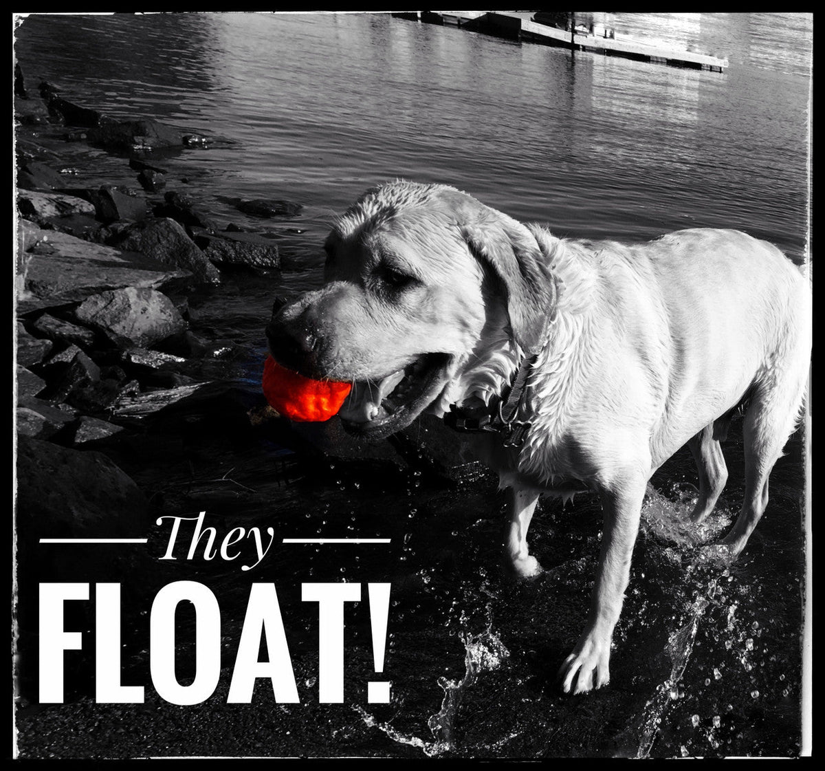 WUNDERball Fetch Toy – Durable Dog Ballh Toy